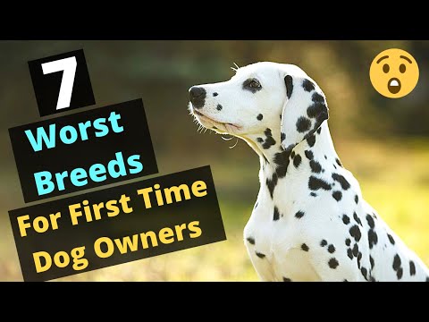 Video: Vetstreetov Ultimate Dog Breed Challenge