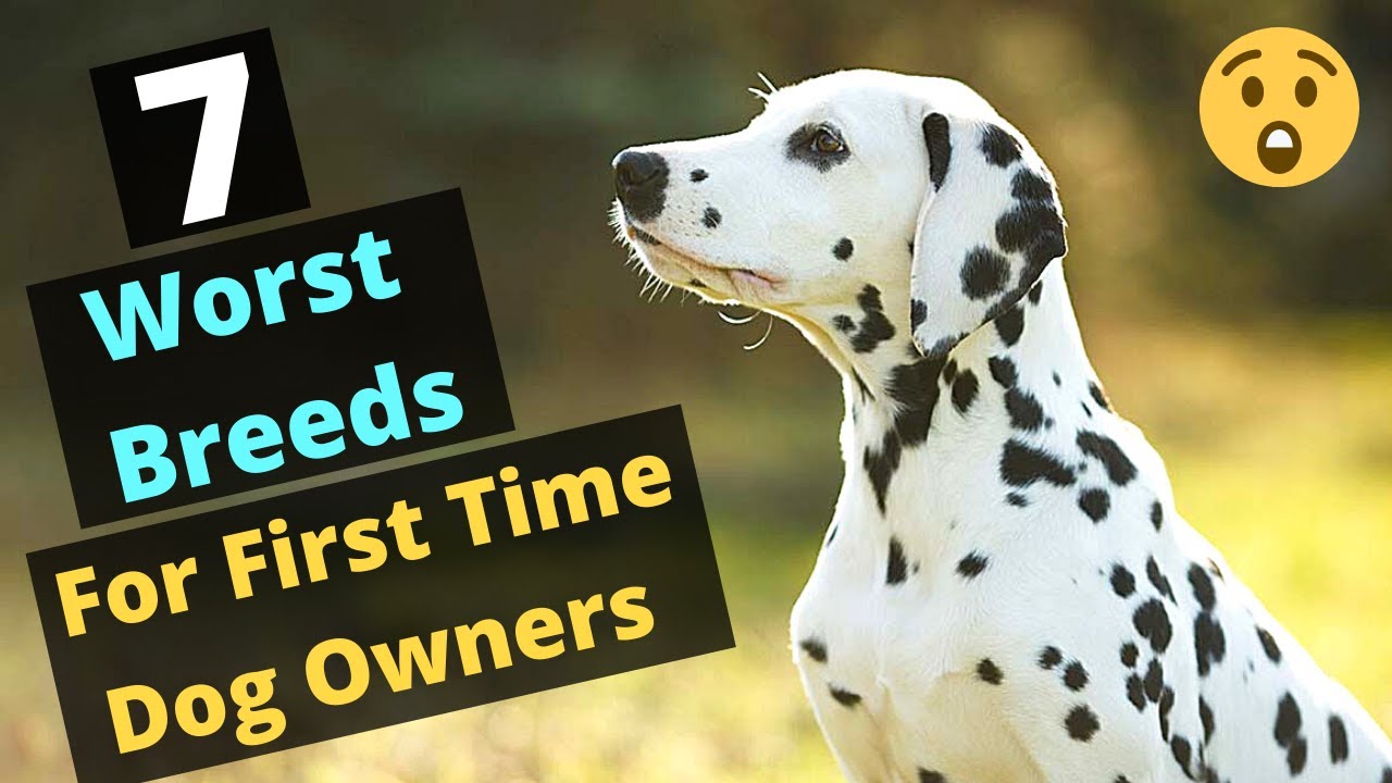 Dog Breeds For Beginner Owners seeds.yonsei.ac.kr