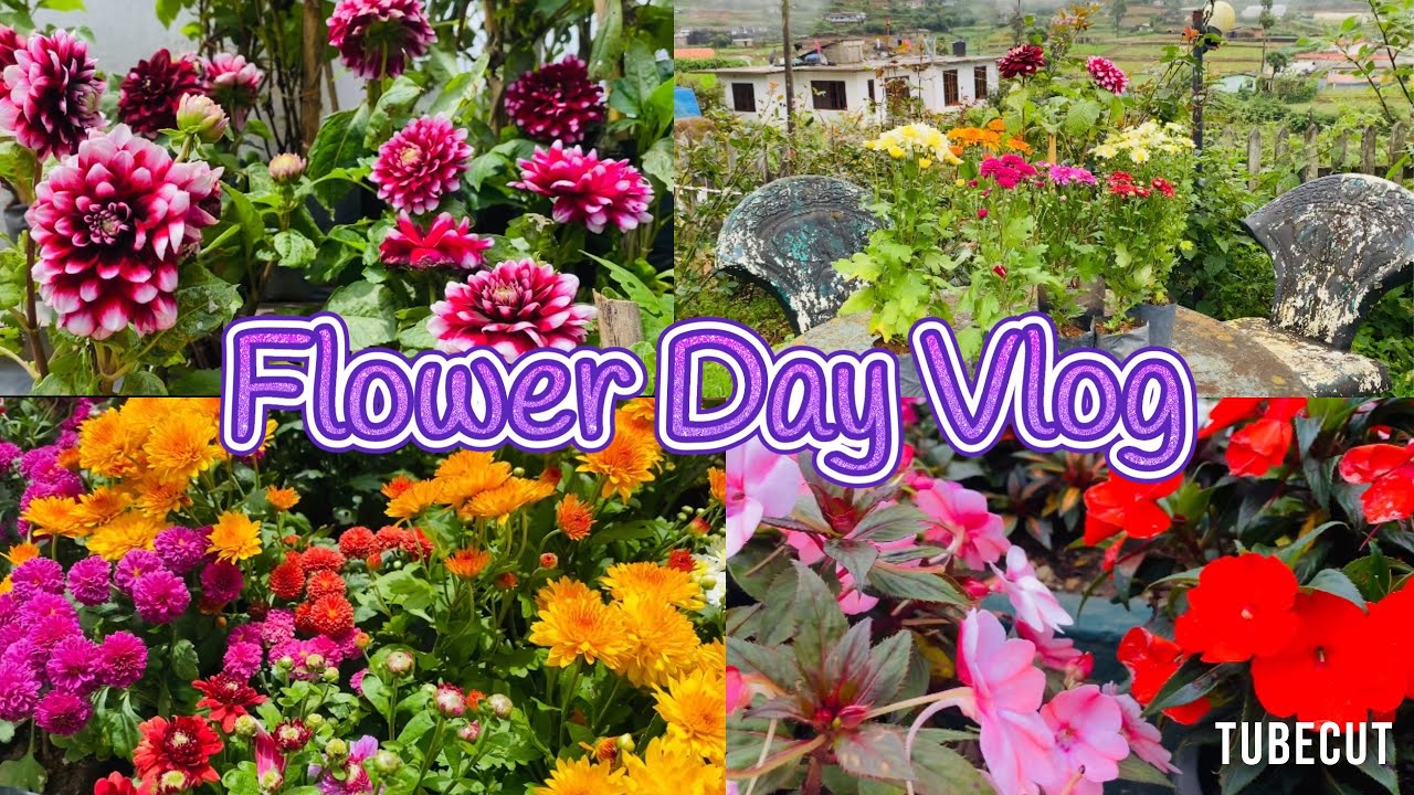 මෙන්න මේ ලස්සන මල් පැල දැන් ඔයාලට ගෙදරටම ගෙන්න ගන්න පුලුවන් #gingerfamily #shanthipura #flowerplant