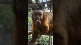 Brazilian Tufted Capuchin Enjoying A Little Mixed Nuts 🥜 Snack