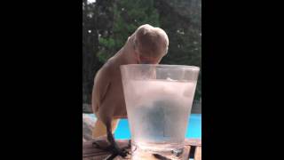 cocktail video
