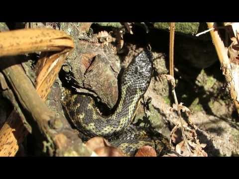 Beautiful basking Adder