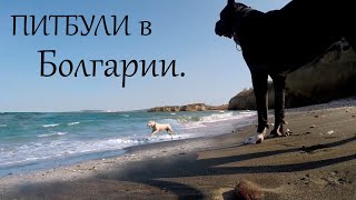 DM# 21 Питбуль и ПРАЙТЕР в Болгарии. ЧЁРНОЕ МОРЕ. Собаки. сентябрь 2020