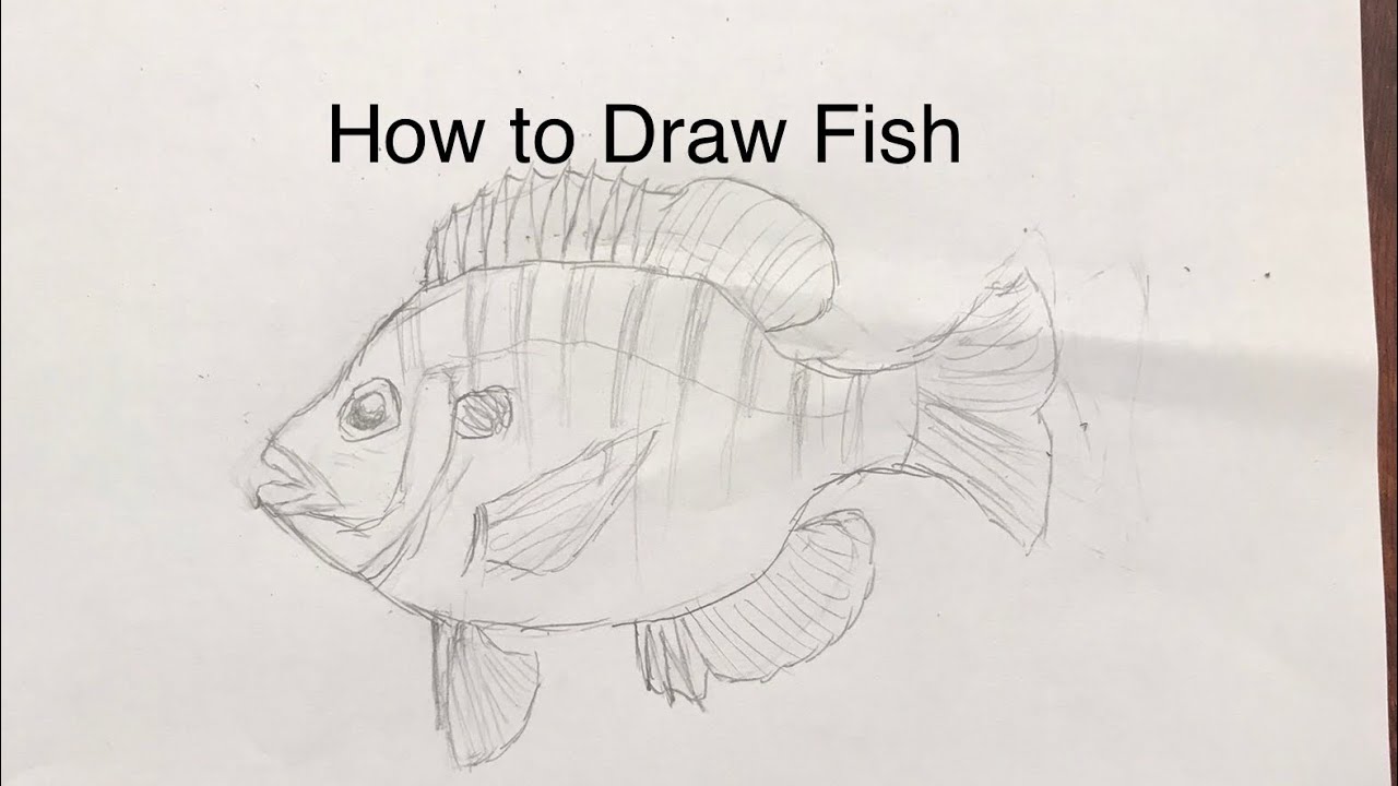 How to Draw Fish (Part 1) - YouTube