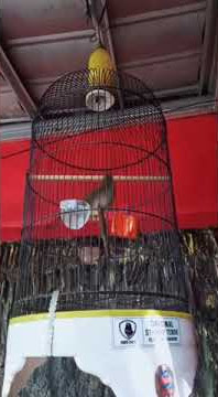 Cucak jenggot konslet di sangkar lovebird