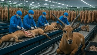 Inside The Impala Leather Factory Farm To Luxury Item Million Dollar Industry Secret