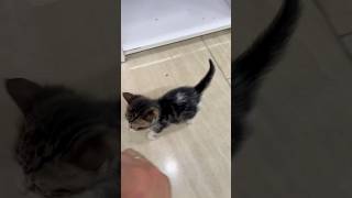 Kendi doğurmadığı yavruyu sahiplendi  #cats #kitten