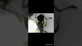 Myrmica cf rubra Queen !