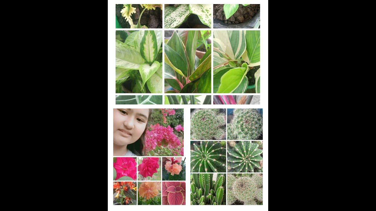 my daughter is a plantita