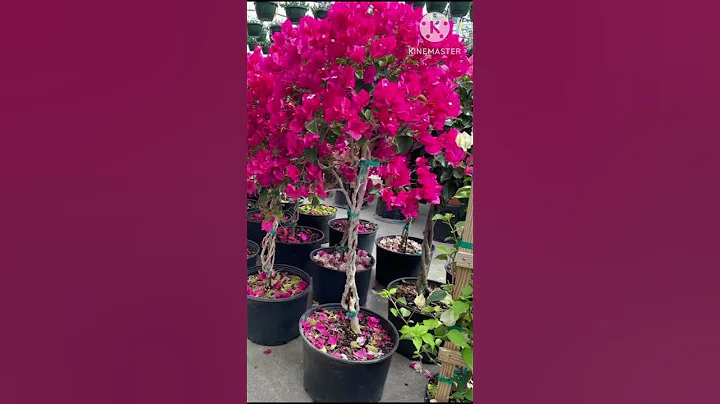 7 Tricks to increase flowering on Bougainvillea plant #youtubeshorts #shortsviral #ytshorts .