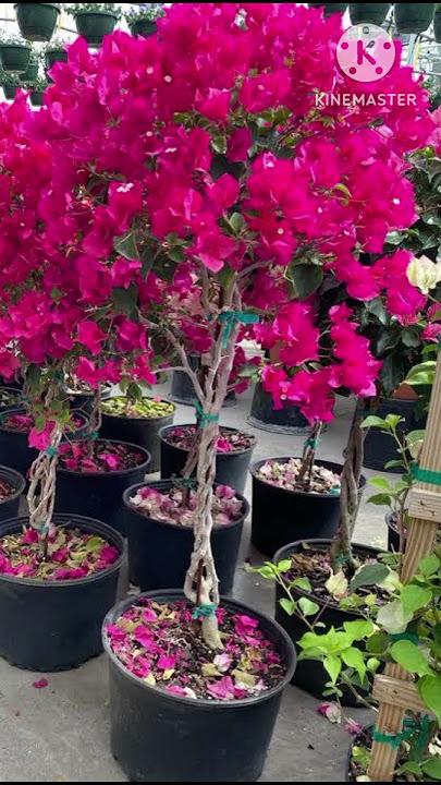 7 Tricks to increase flowering on Bougainvillea plant #youtubeshorts #shortsviral #ytshorts .