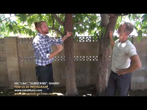 The COOLEST, high density tropical fruit forest in Phoenix, Arizona