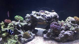 FLUVAL EVO 13.5 8 month update. (Huge fail to redemption!)