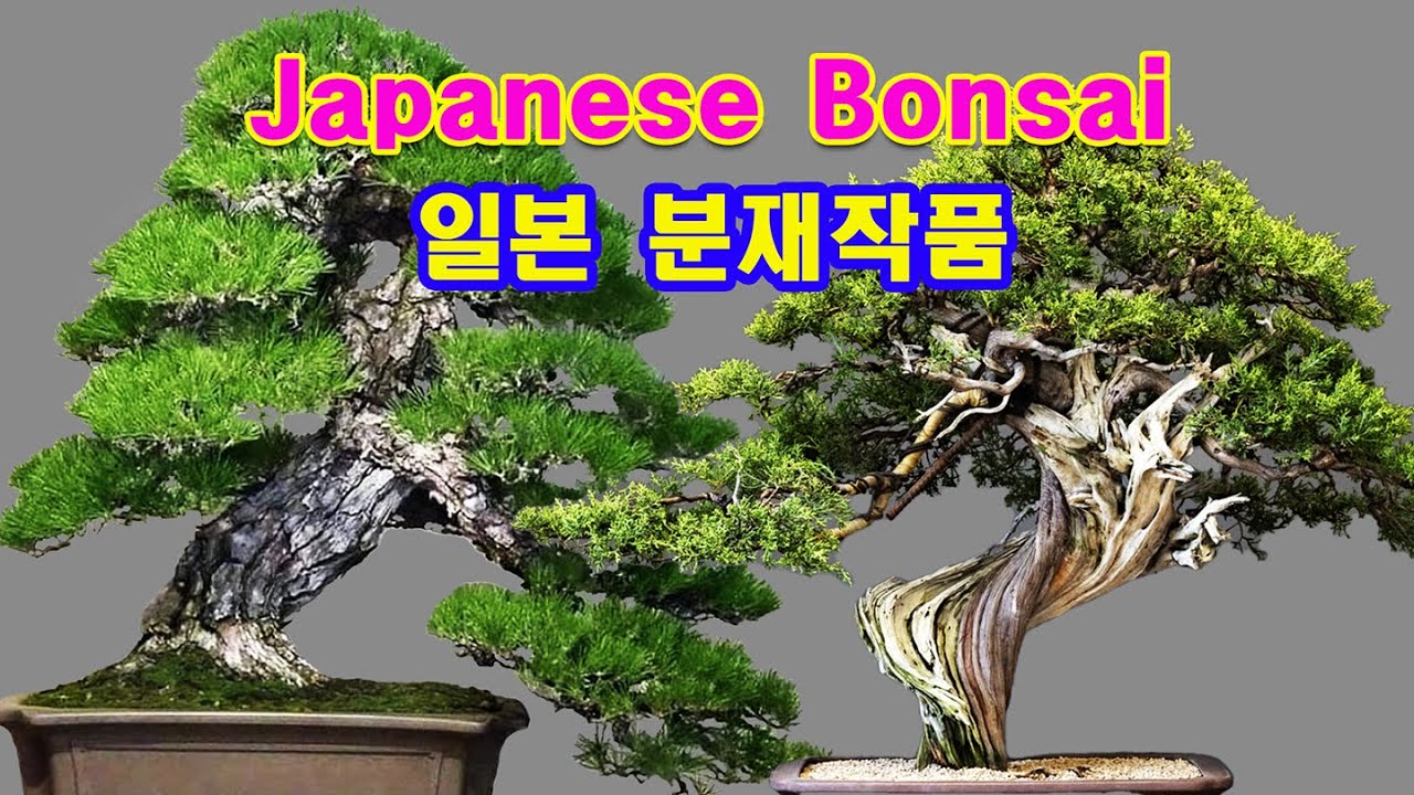 일본분재의 비밀스런 개작 방법 라방:매주밤금9시일8시 Japanese Bonsai #분재 #분재경매 #bonsai #bonsai ...