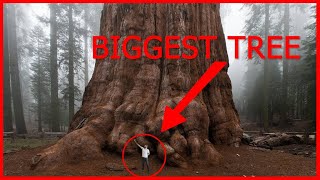 BIGGEST TREE in the WORLD is the General Sherman Tree!