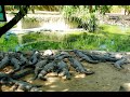 The Madras Crocodile Bank | world&#39;s largest collections of crocodiles