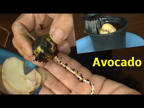 Video: Wie Man Aus Einem Samen Einen Avocado Züchtet