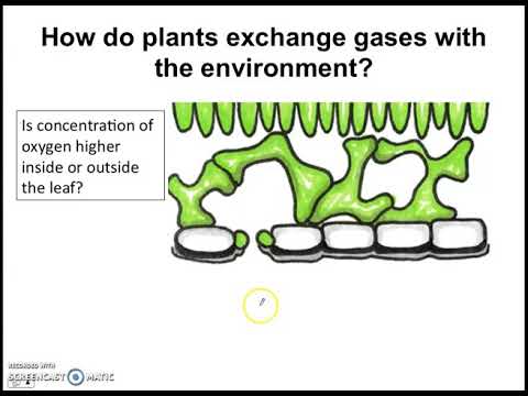 Video: Hur rör sig gaser in och ut ur löv?