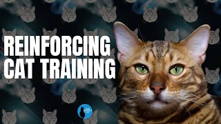 Reinforcing your cat's training #cat #cattraining #adventurecat by Your Purrfect Cat 16 views 8 months ago 4 minutes, 51 seconds