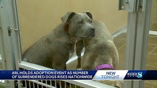 'Name Your Price' event encourages potential dog owners to consider adopting at cheap price