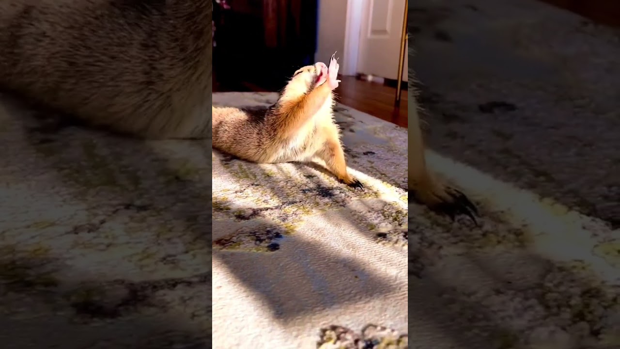 A Animal Serene Start to the Day in the Wild