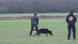 Koa - Darcy vom Steinbeckland, IPO1 tracking