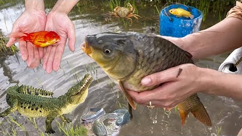 Kem Ốc Thỏ Vlog tìm bắt con cá sấu , các trê lai , bắt con giun bự , con cá vàng , cá koi ,con cua