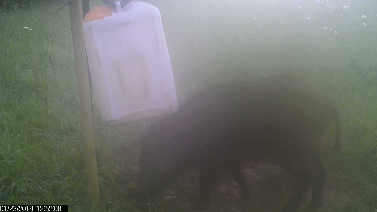 Sanglier vs agrainoir