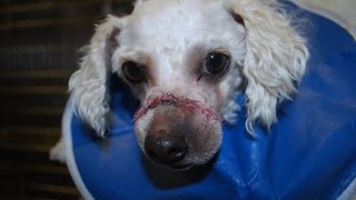 Poodle Update!