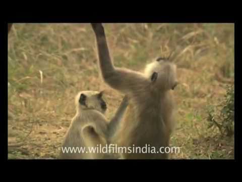 Hanuman Langurs de-ticking each other in Sariska wildlife sanctuary. They are removing ecto-parasites and other mites from each other... One lifts its arm, while the other searches deep in the arm-pit for parasites. A Chital / Cheetal or Spotted Deer ambles by... Great focus and concentration is involved - try de-ticking your buddy and you'll know what I mean! The Sariska Wildlife Sanctuary houses the ruins of medieval temples of Garh-Rajore that date back to the 10th and 11th centuries. Also a 17th century castle on a hilltop at Kankwari provides a panoramic view of flying vultures and eagles. The Sariska was declared a sanctuary in 1955 and attained the status of a National Park in 1979. Thisfootage is part of the professionally-shot stock footage archive of Wilderness Films India Ltd., the largest collection of imagery from South Asia. The Wilderness Films India collection comprises of thousands of hours of high quality broadcast imagery, mostly shot on HDCAM 1080i High Definition, HDV and Digital Betacam. Write to us for licensing this footage on a broadcast format, for use in your production! We pride ourselves in bringing the best of India and South Asia to the world... wfi @ vsnl.com and admin@wildfilmsindia.com.