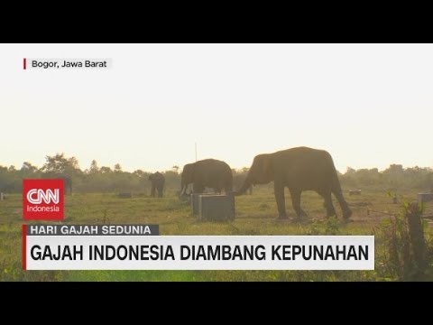 Video: Berapa lama gajah hidup? Jom ketahui