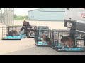 Rescue flights begin for Ridglan Farms dogs as beagles leave Wisconsin for new homes