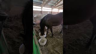 Bull Licks Me After Getting In Trouble For Stealing Grain Please Subscribe