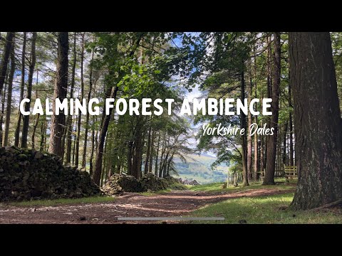 Calming Forest Ambience | Yorkshire Dales | English Countryside | Yorkshire Walking Girl
