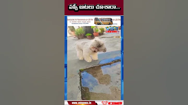 Video 6457581: funniest hilarious cat dog, cute cats dogs hilarious, cat big dog, hilarious funny cat dog, teacup cat