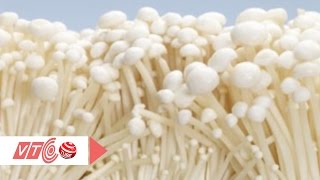 Nấm Trung Quốc vây kín chợ Việt  | VTC