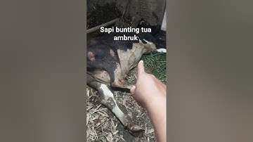 Sapi bunting tua ambruk#shortvideo #shots #short #sapi #sapilucu