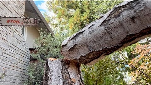 This could have been bad! Birch REMOVAL