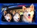 Gone to the snow dogs theme song full version music