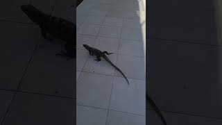 Lizard on vacation in Cancun