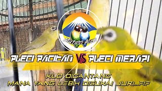 jika pleci merapi dan pleci pacitan di adu mana yang di lirik juri?
