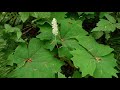 Vanilla leaf  achlys triphylla identification and characteristics