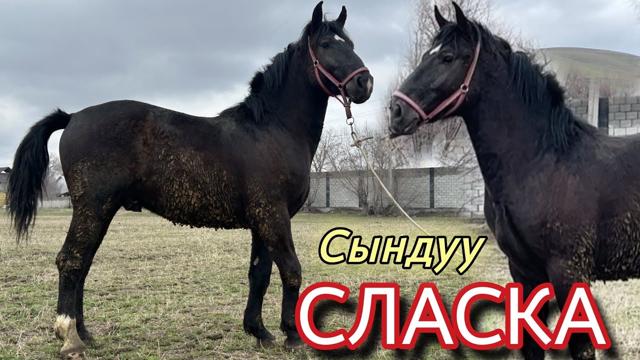 Сынаакы СЛАСКА ТАЙ МУНДУЗДАН