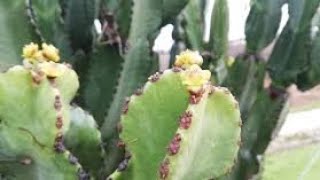 Cupha Isitha Sakho Siphathwe Izibhobo Size Sife