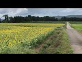 豊後大野市三重町ひまわり
