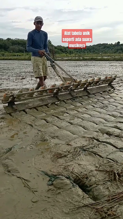 Creative Ideas for Planting Rice Quickly #shorts