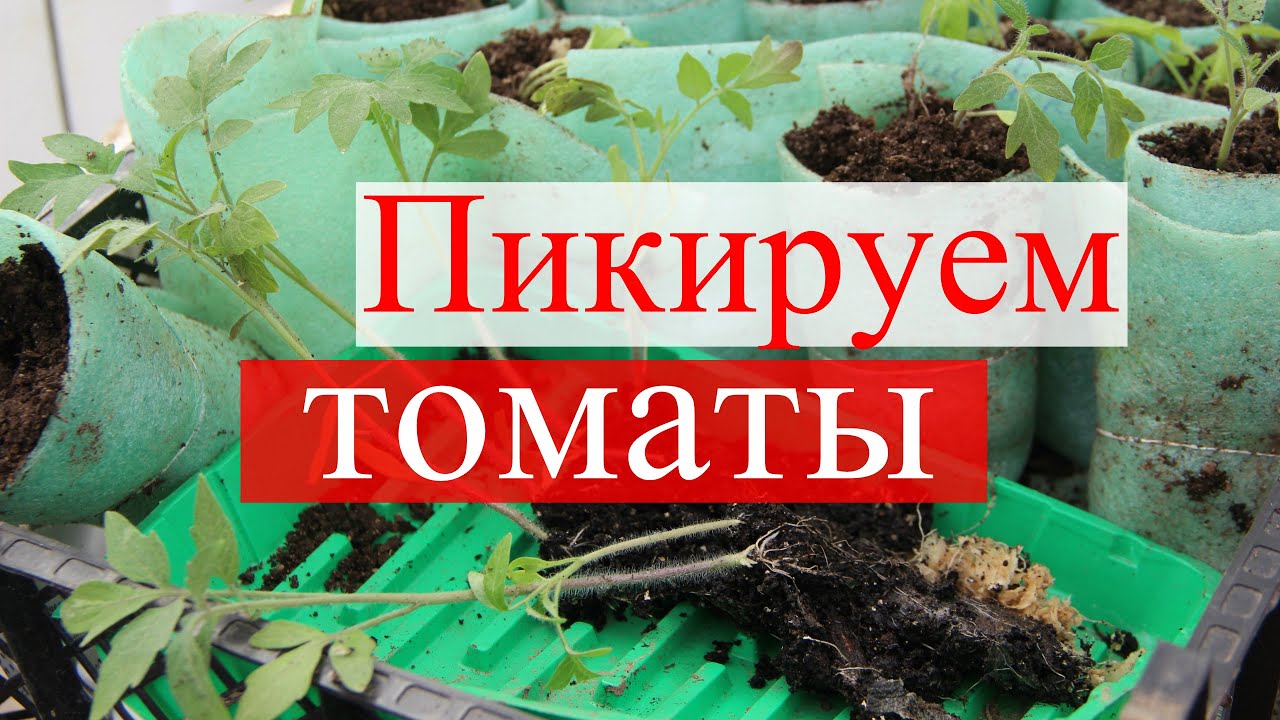 Пикируем томаты в стаканчики.(09.04.16)