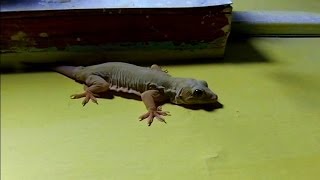 I love geckos!! A big fat gecko in my room in India