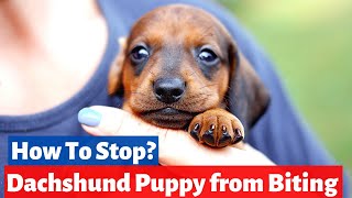 How to stop a Dachshund puppy from Biting?