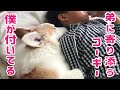 子供の昼寝に寄り添うコーギー